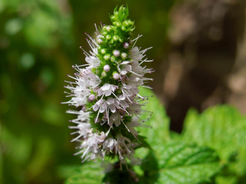 Mentha spicata (Spearmint) | World of Flowering Plants