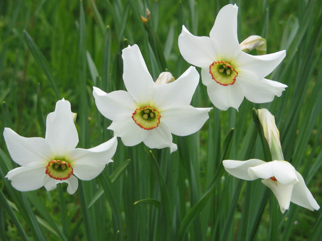 Narcissus Poeticus (poet's Narcissus) - World Of Flowering Plants