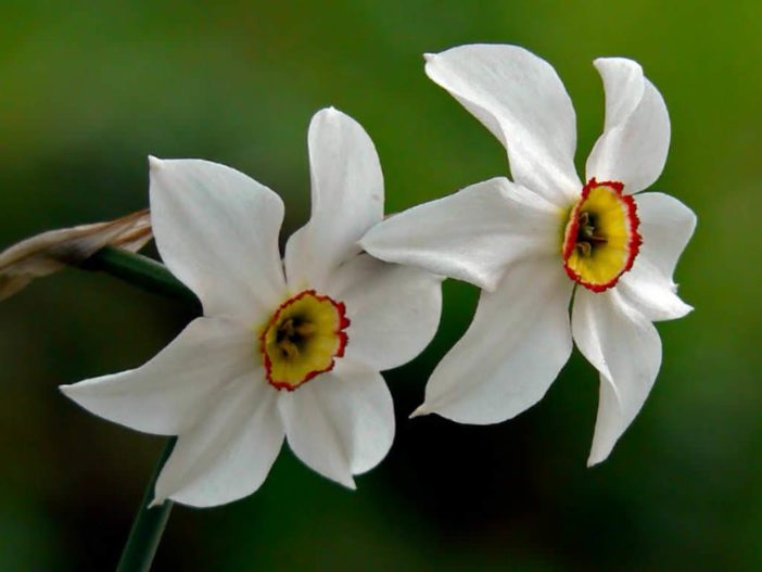 Narcissus poeticus - Pheasant's Eye Daffodil