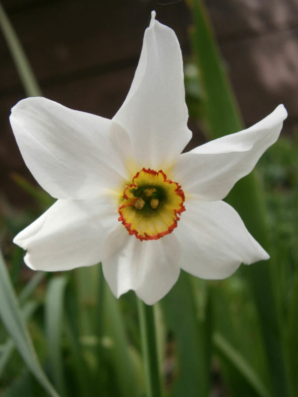 Narcissus poeticus - Poet's Narcissus