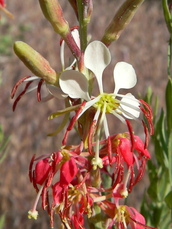 Oenothera suffrutescens - Scarlet Gaura