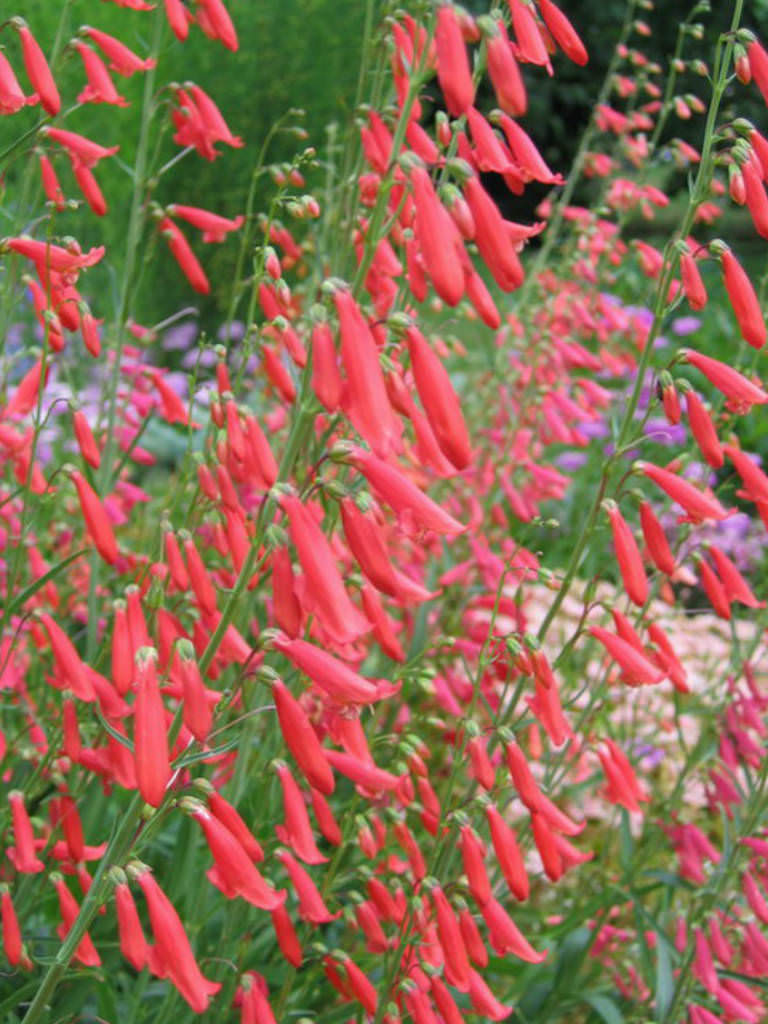 Penstemon barbatus (Beardlip Penstemon) | World of Flowering Plants