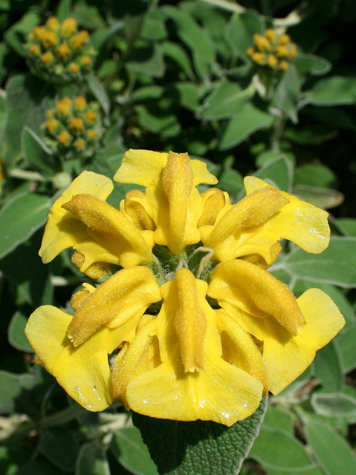Phlomis fruticosa (Jerusalem Sage) | World of Flowering Plants