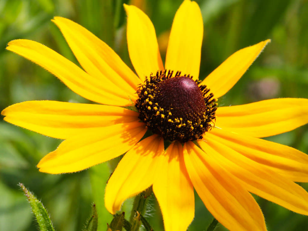 Rudbeckia hirta - Black Eyed Susan | World of Flowering Plants