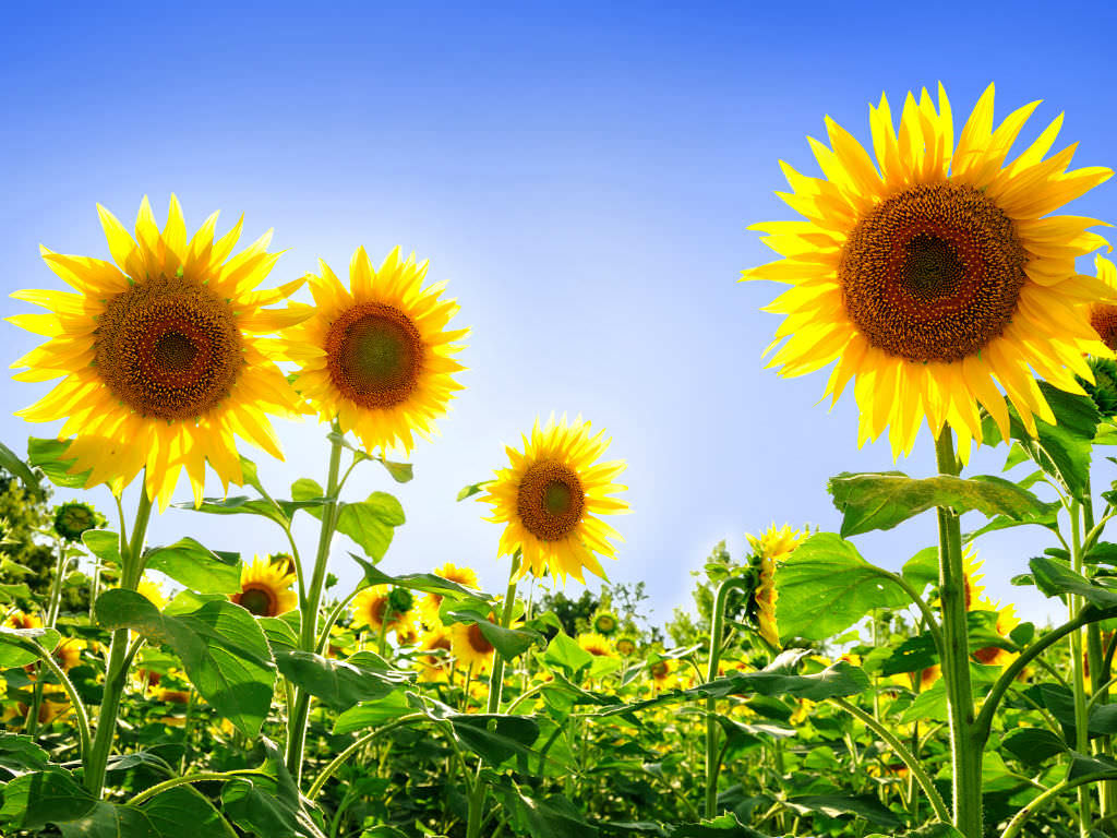 Sunflowers as a Symbol of Courage | World of Flowering Plants