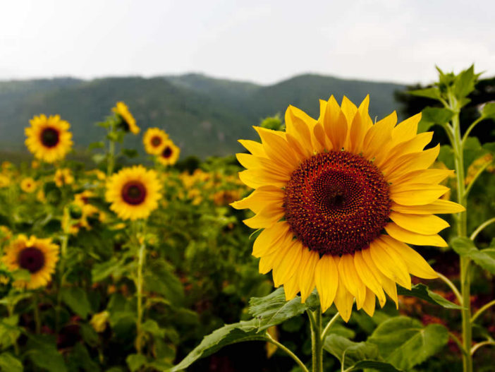 The Language of Flowers (Sunflower)