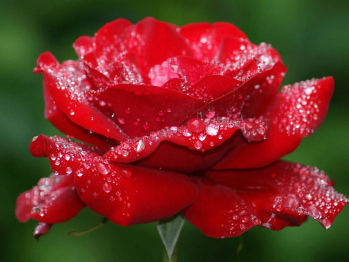 Rose: The Queen of the Flowers and Symbol of Love - World of Flowering ...