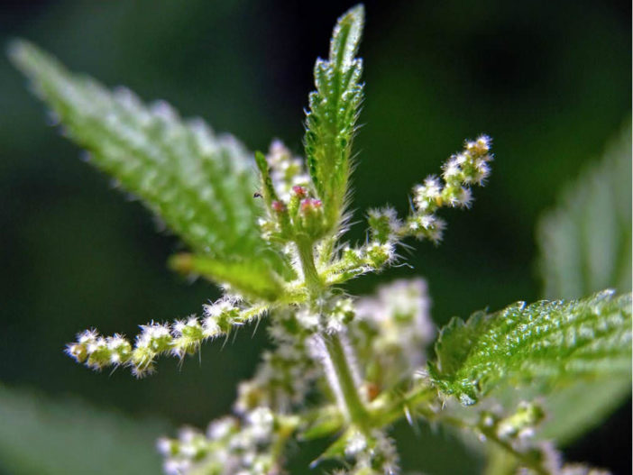 www.photomacrography.net :: View topic - Urtica dioica, nettles