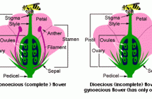 Monocot or Dicot Flower | World of Flowering Plants