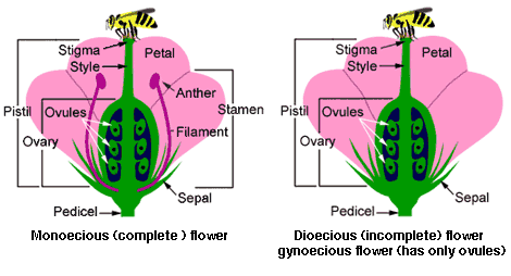 Terms Defining Flower Parts