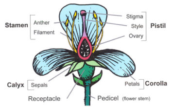 Flower Structure and Function - World of Flowering Plants