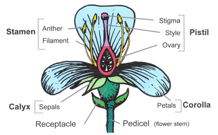 Flower Parts And Functions Chart