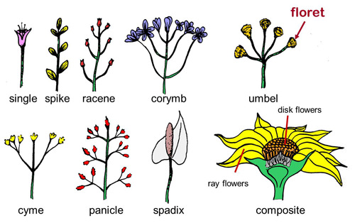 cyme flower arrangement