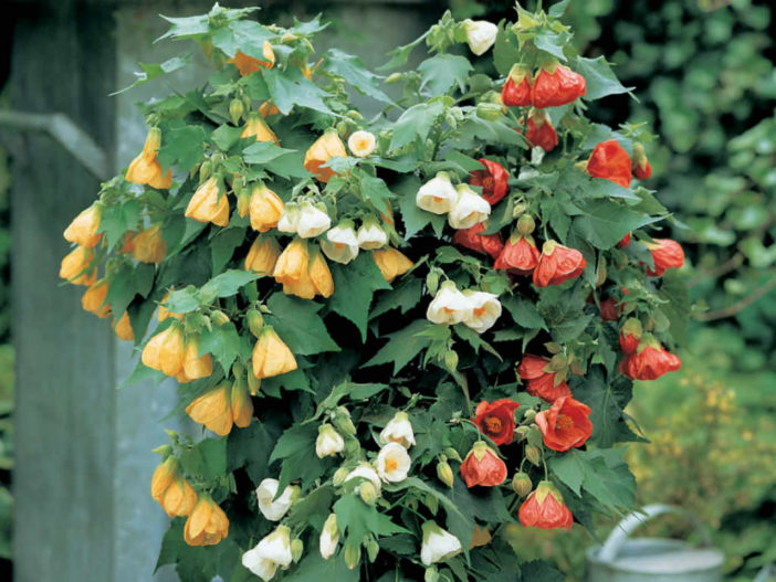 How to Grow and Care for Abutilon | World of Flowering Plants