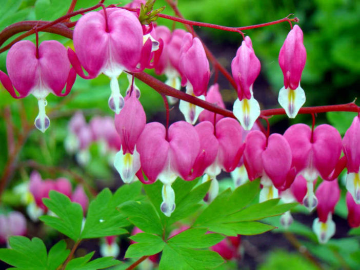 Bleeding Heart