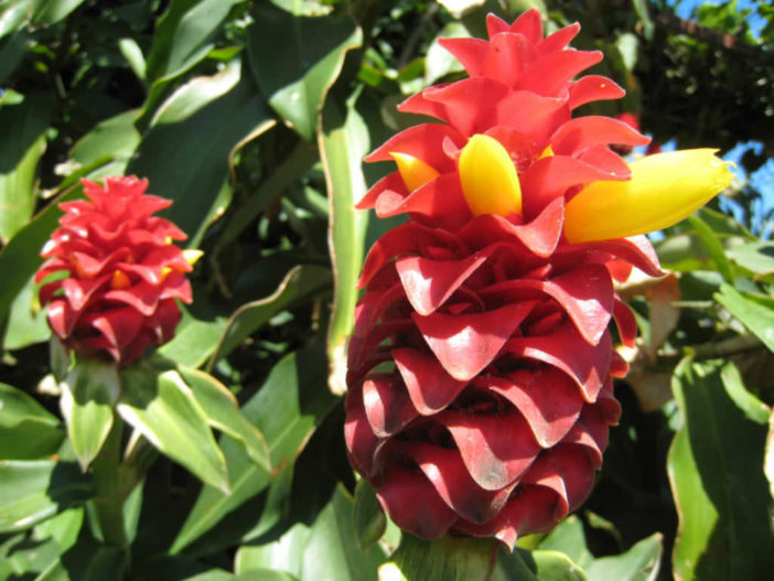 Grow and Care Costus (Costus woodsonii)