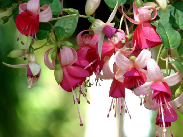 How to Grow and Care for Fuchsia - World of Flowering Plants