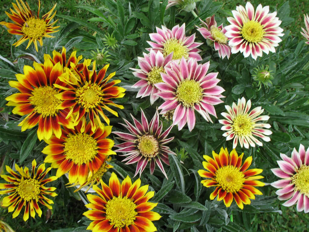 How To Grow And Care For Gazania World Of Flowering Plants