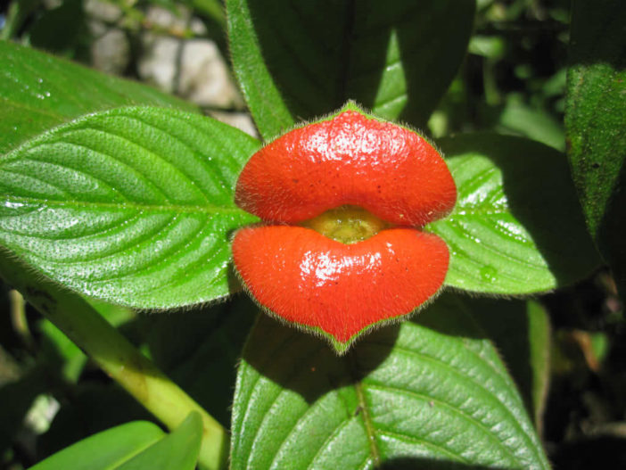 Grow and Care Hot Lips Plant
