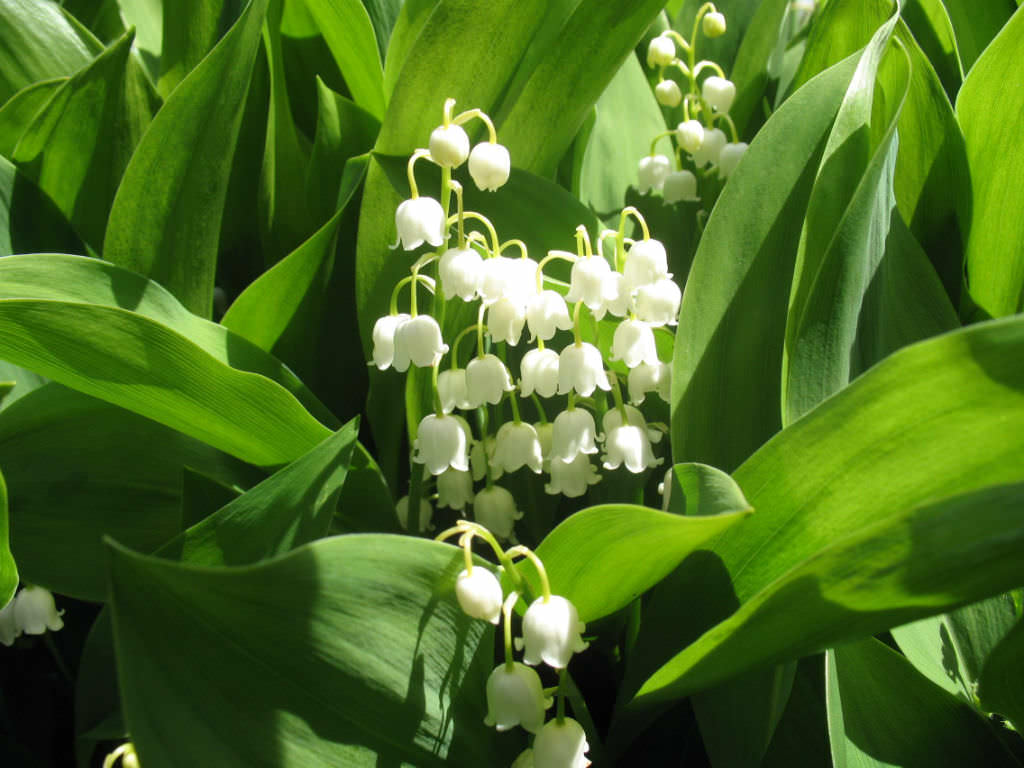 How to Grow and Care for a Lily of the Valley - World of Flowering Plants