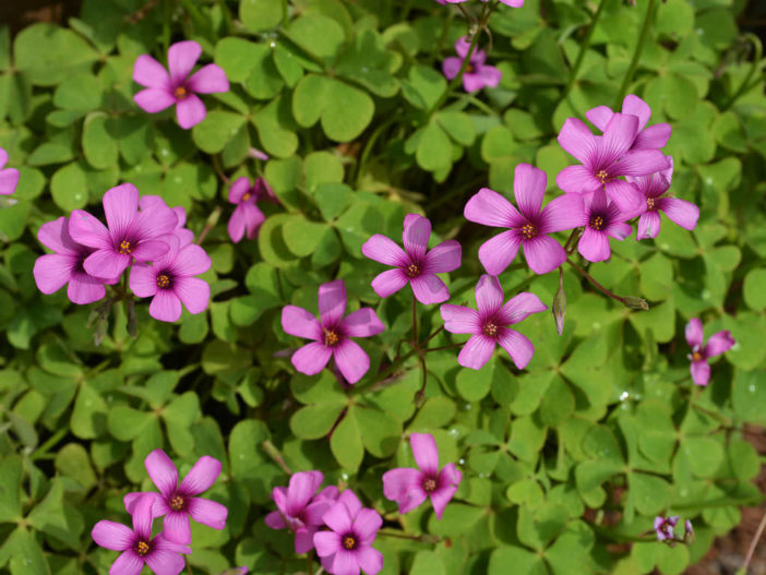 four leaf clover Plant Care: Water, Light, Nutrients