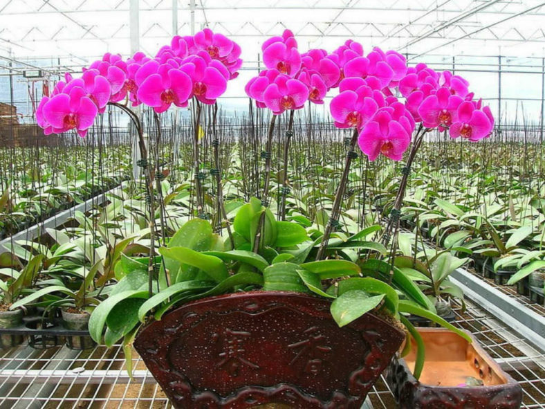 Grow and Care Phalaenopsis Orchids