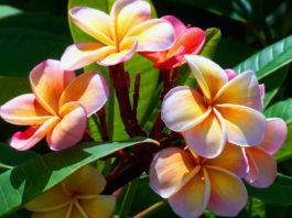 How to Grow and Care for Plumeria - World of Flowering Plants