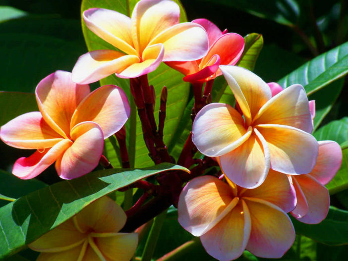 Grow and Care Plumeria