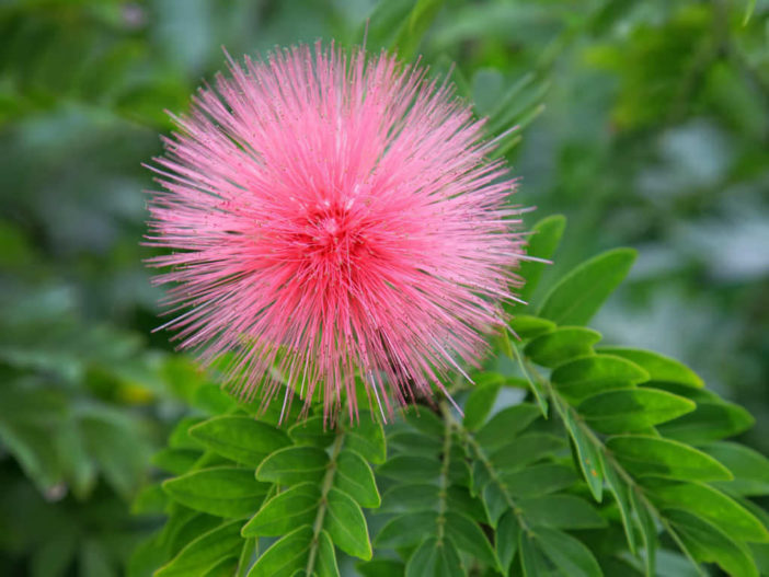 How to Grow and Care for Powder Puff Plants - World of Flowering Plants