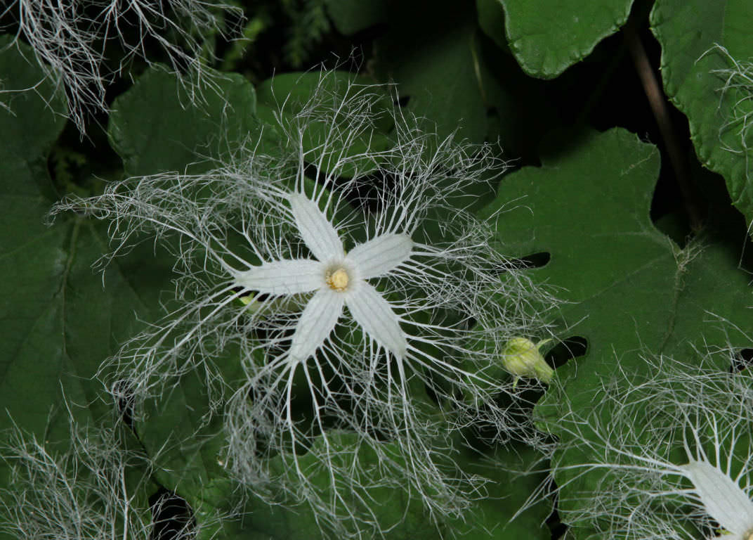 snake gourd plant