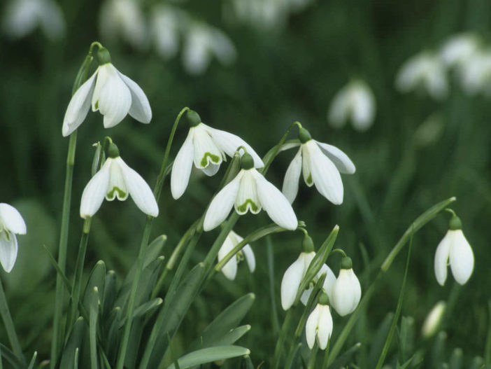 Grow and Care Snowdrops