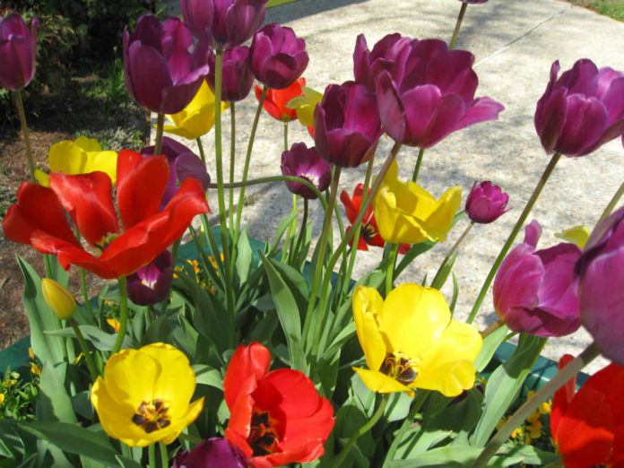How to Grow and Care for Tulips World of Flowering Plants