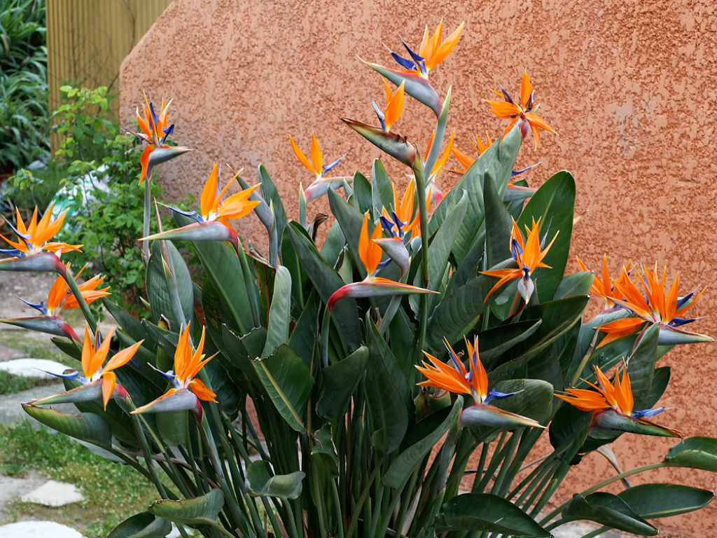 birds of paradise flower