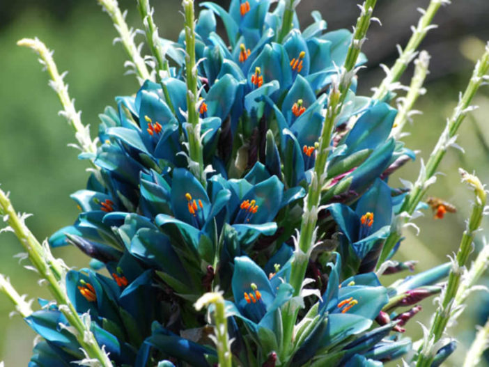 Blue Puya