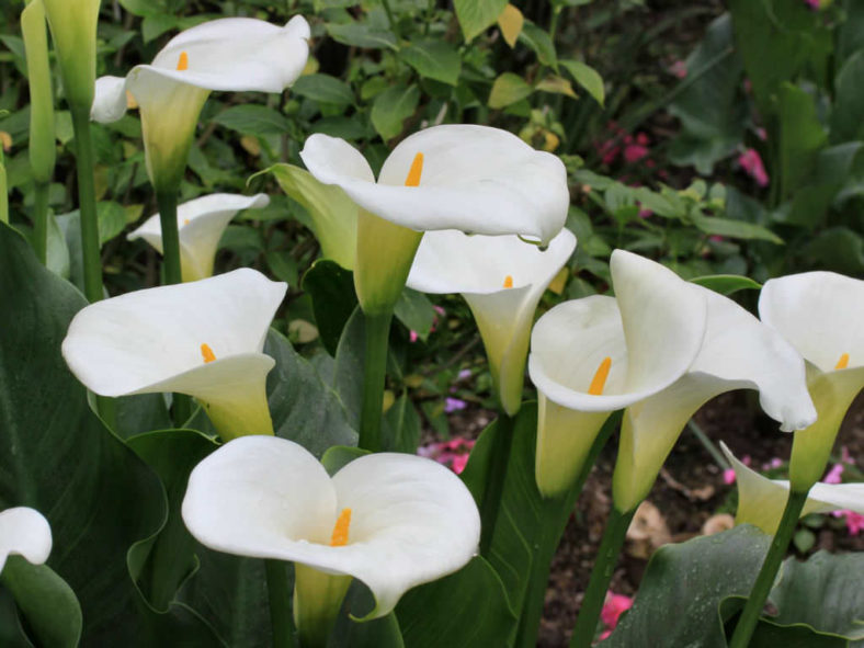 Grow and Care Calla Lilies