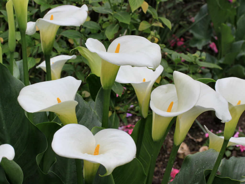 calla lilies care grow plants via worldoffloweringplants