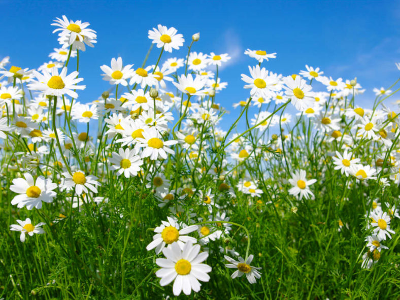 Grow and Care Chamomile Herb