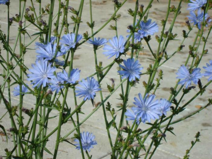 Chicory