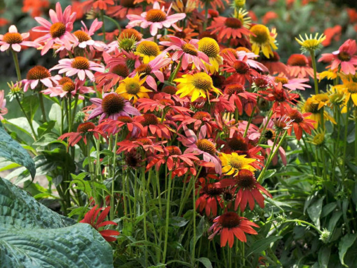 How to Grow and Care for Coneflowers World of Flowering Plants