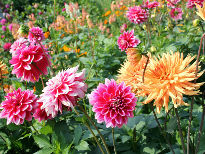 How to Grow and Care for Dahlia World of Flowering Plants