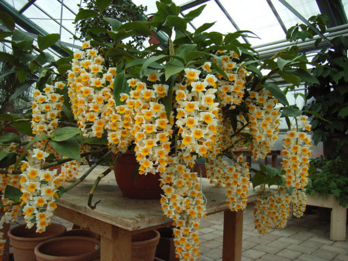 Grow and Care Dendrobium (Dendrobium thyrsiflorum)