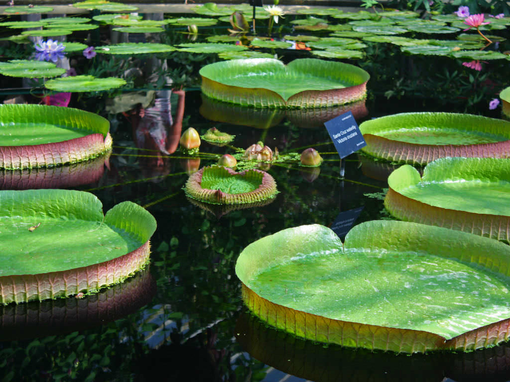 giant amazon water lily