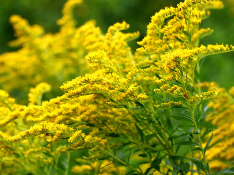 Goldenrod Native To Virginia at Charles Edwards blog