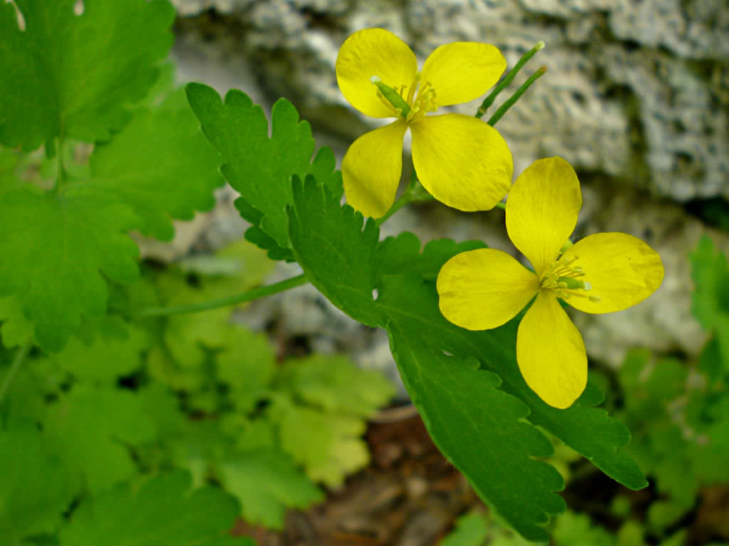 how to grow and care for a greater celandine - world of flowering