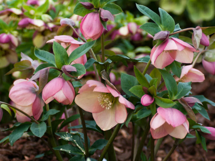 Hellebores