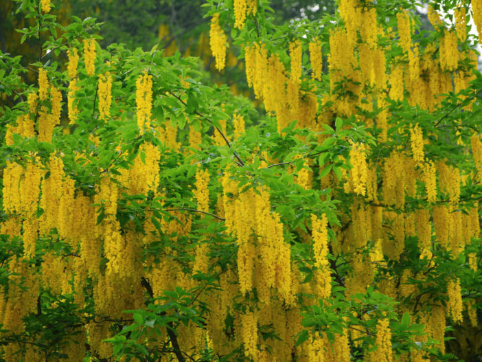 Laburnum alpinum