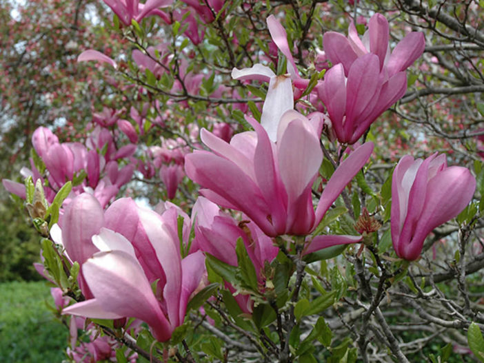 magnolias magnolia bachmanslandscaping worldoffloweringplants