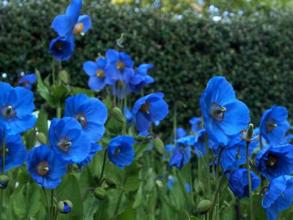 How To Grow And Care For Meconopsis World Of Flowering