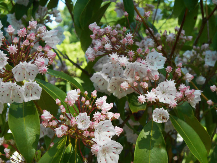 Mountain Laurel