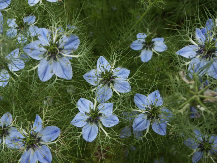 Nigella sativa